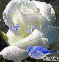 white rose - GIF animé gratuit