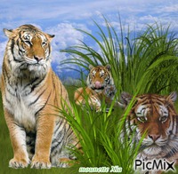 les tigres GIF แบบเคลื่อนไหว