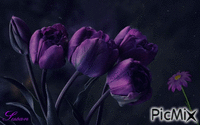 Tulipanes Purpura