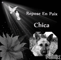 hommage à Chica - Δωρεάν κινούμενο GIF
