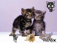 Les deux chats meilleurs amis! - Darmowy animowany GIF