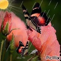 butterfly and rain - Gratis animerad GIF