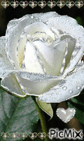 Rosa blanca - GIF animado gratis