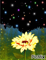 kvet animovaný GIF