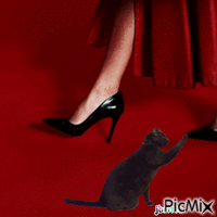talons noirs Animated GIF