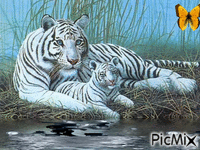 Tiere - Ingyenes animált GIF