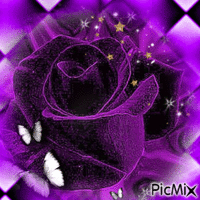 Rose Violette - Darmowy animowany GIF