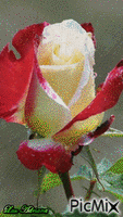 Rosas GIF animé