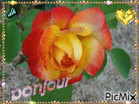 Rose orange et jaune - GIF animado grátis