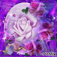 Roses violettes. - GIF animé gratuit
