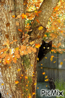 Cats in Autumn Gif Animado