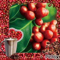 Coffee bean Coffee Cherry Coffee lovers - 無料のアニメーション GIF