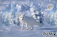 renard polaire - GIF animé gratuit