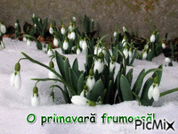 spring - Бесплатни анимирани ГИФ