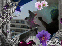 rendez-vous avec la mouette Pépette - Ücretsiz animasyonlu GIF