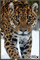 леопард-2 GIF animado
