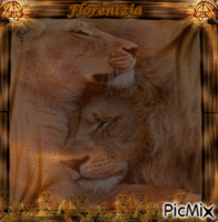 couple de lions animovaný GIF