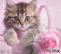 chaton et rose - GIF animé gratuit