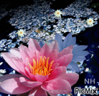 lotus GIF animé