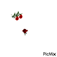 trzy róże (jedna w 360) - Free animated GIF