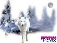 le loup blanc - Darmowy animowany GIF