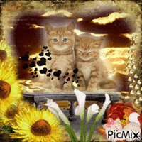 deux chatons mignon animovaný GIF