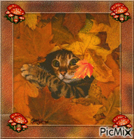 chat automne Animated GIF