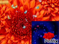 róża - Free animated GIF