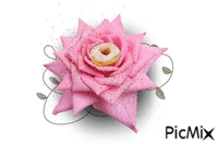 rosa анимированный гифка