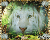 Le tigre blanc...♥♥♥ GIF animado