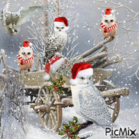 winter owl Animated GIF