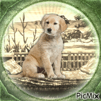 Labrador Retriever - Sepia et vert
