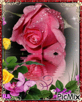 Dark pink rose. - GIF animé gratuit