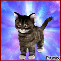Kitty animuotas GIF