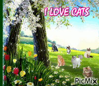 CATS GIF animé