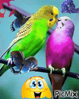 愛的鳥兒GIF - Zdarma animovaný GIF
