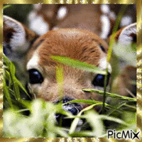 Bébé animal mignon - Gratis animerad GIF