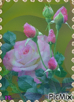 Pink rózsa! - Free animated GIF