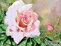 kvet geanimeerde GIF