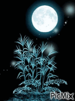 belle nuit - Nemokamas animacinis gif