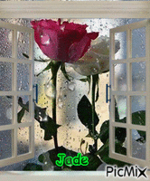 rosas na janela animeret GIF