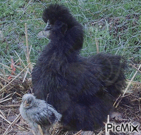 poule de soie avec son poussin анимированный гифка