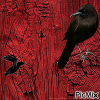 Pájaros en madera roja анимированный гифка