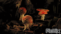 champignon - Zdarma animovaný GIF