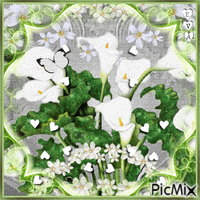 Fleurs blanches... 🤍🤍🤍 - GIF animado gratis