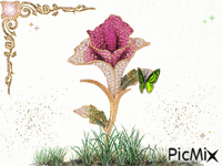 Beautiful pink roise - Ingyenes animált GIF