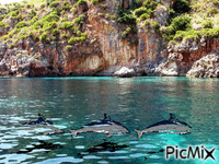 delfini - Besplatni animirani GIF