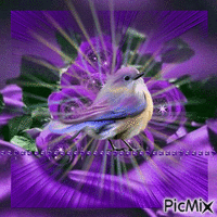 A LITTLE PURPLE BIRD PERCHED ON BLUE SPARKLES AND PURPLE SPARKLES, AND TWINKLING STARS. - Nemokamas animacinis gif