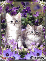 White and grey cats. - Gratis animeret GIF
