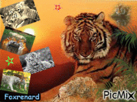 le tigre - Ilmainen animoitu GIF